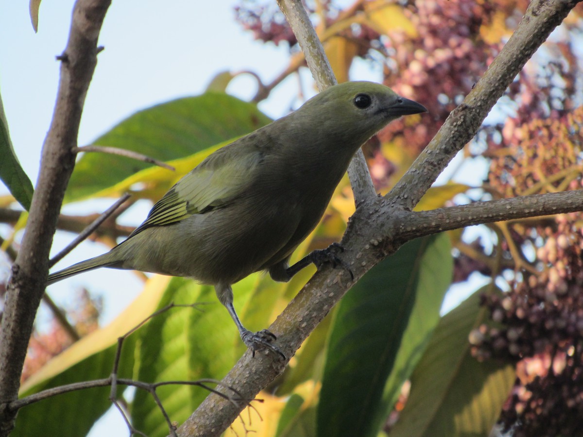 Palm Tanager - ML617895925