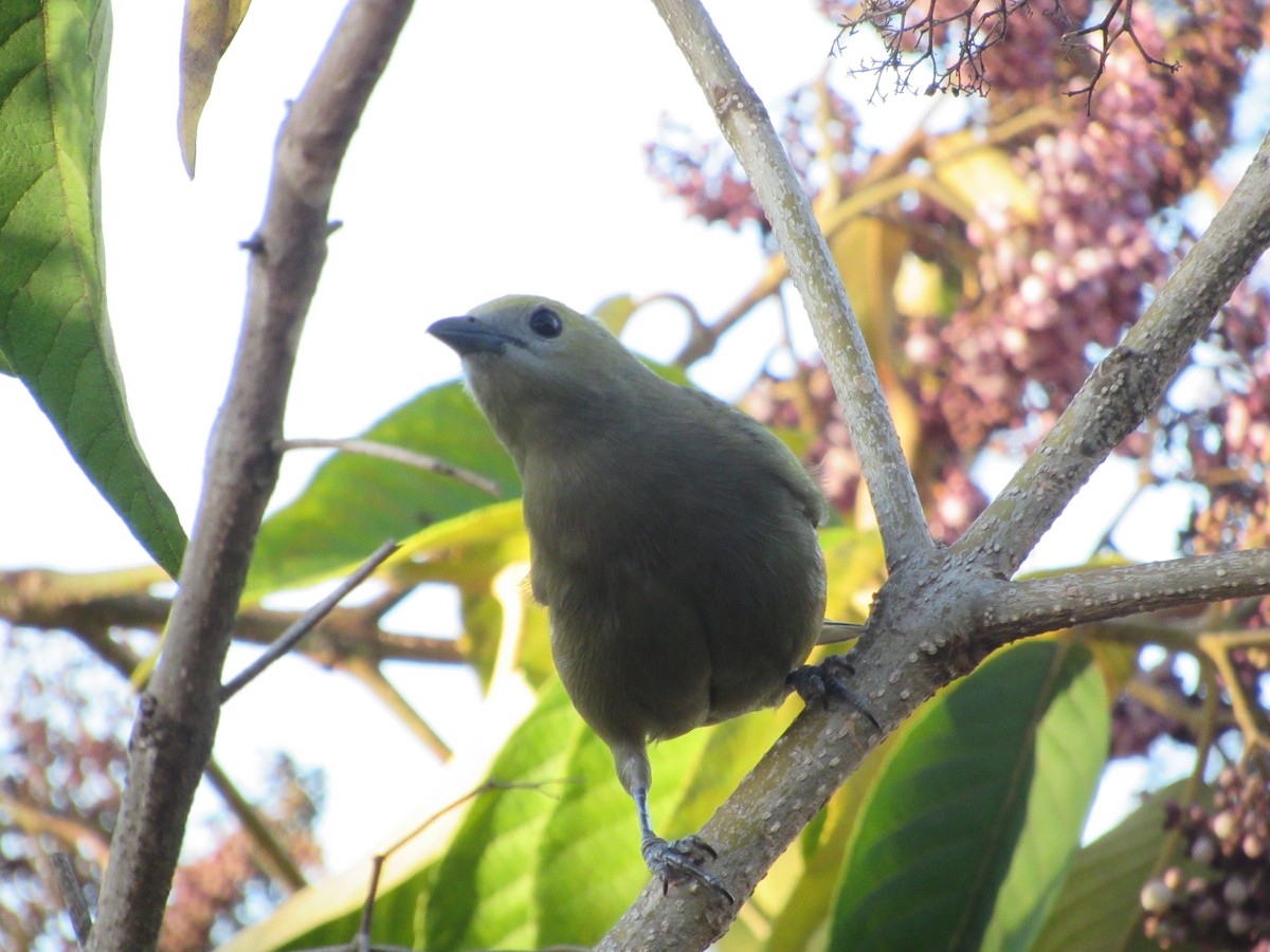 Palm Tanager - ML617895929