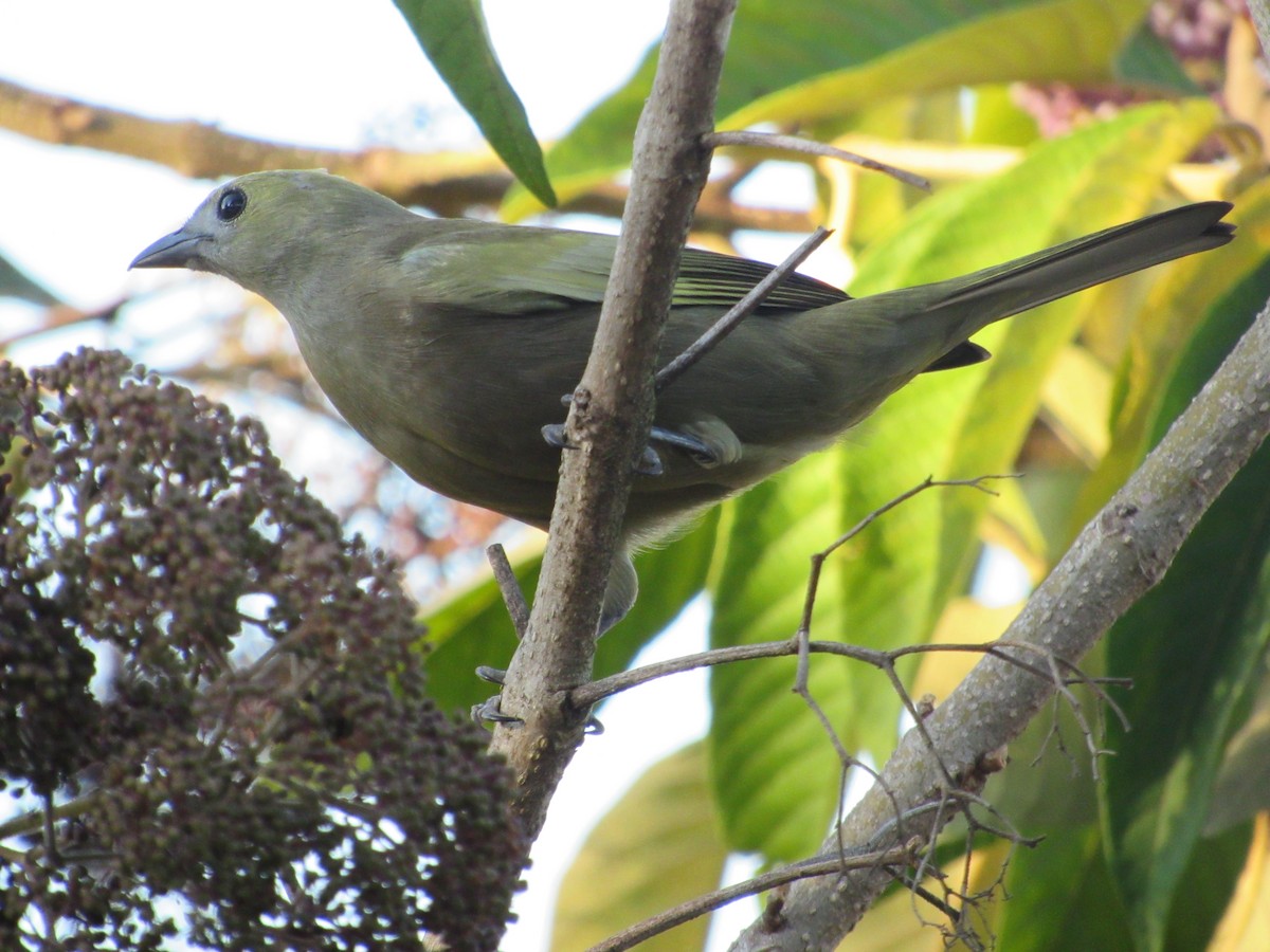 Palm Tanager - ML617895931