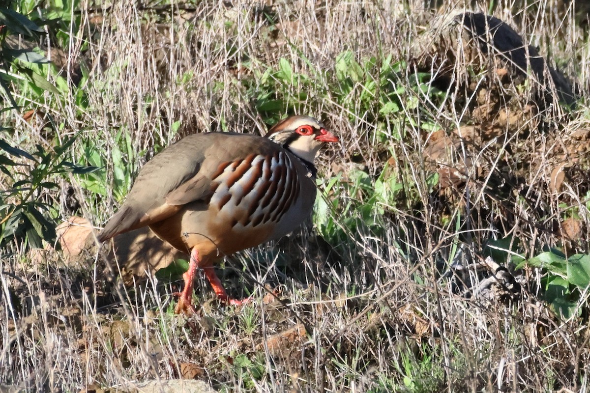 Red-legged Partridge - ML617895939