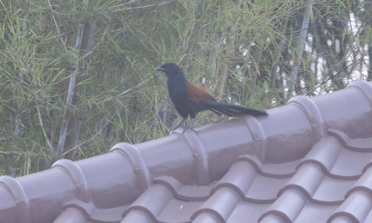Greater Coucal (Greater) - ML617895945