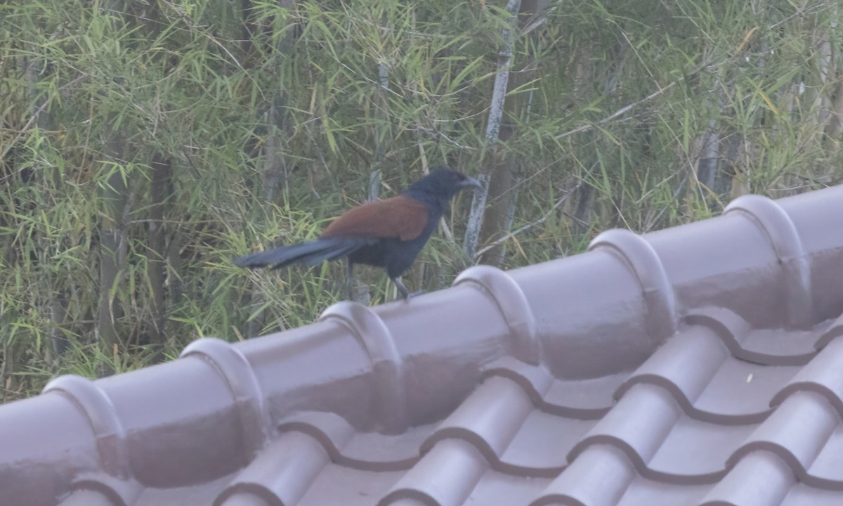 Greater Coucal (Greater) - ML617895946