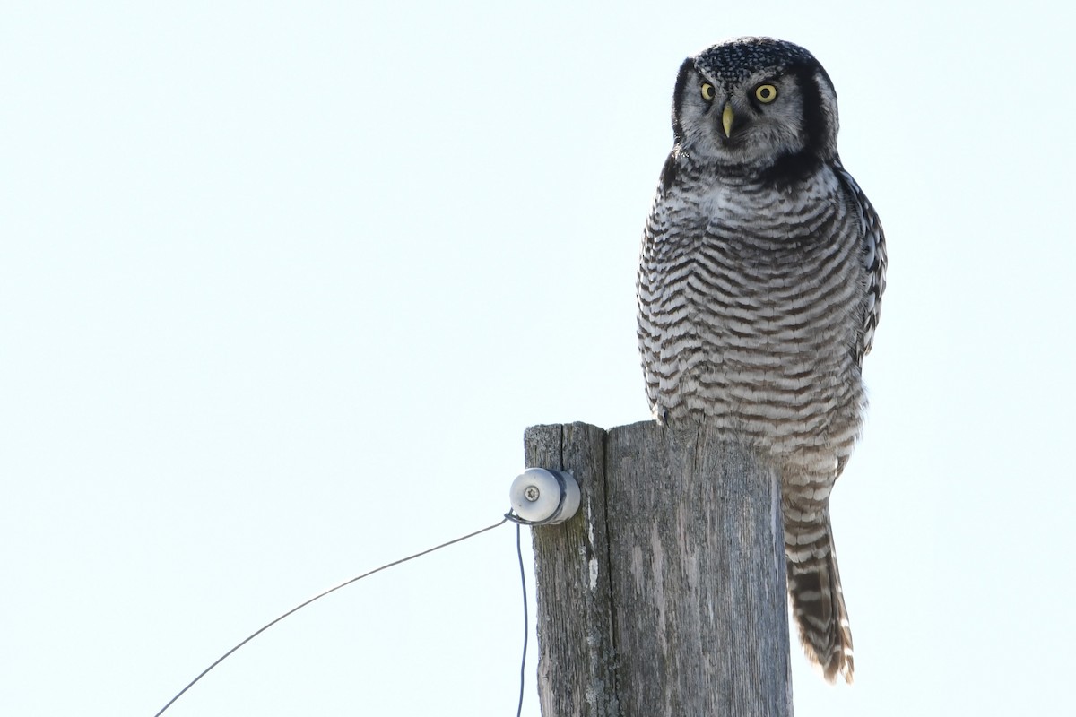 Northern Hawk Owl - ML617895950