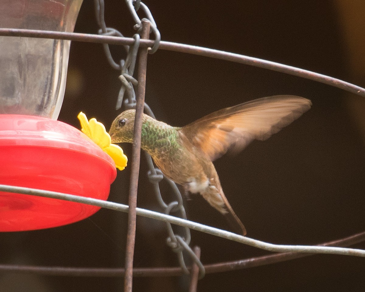 Berylline Hummingbird - Doug Backlund