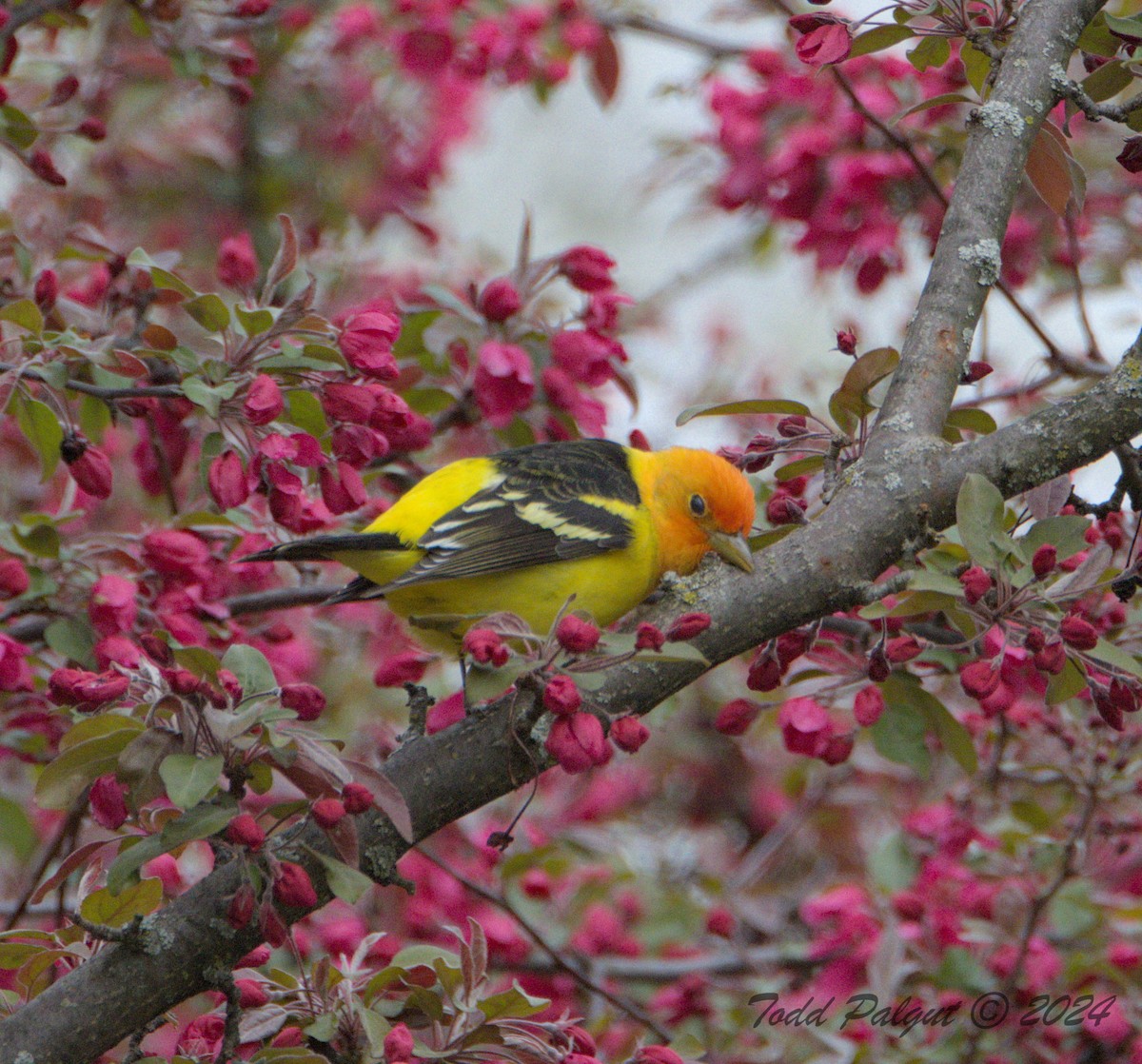 Western Tanager - ML617895961