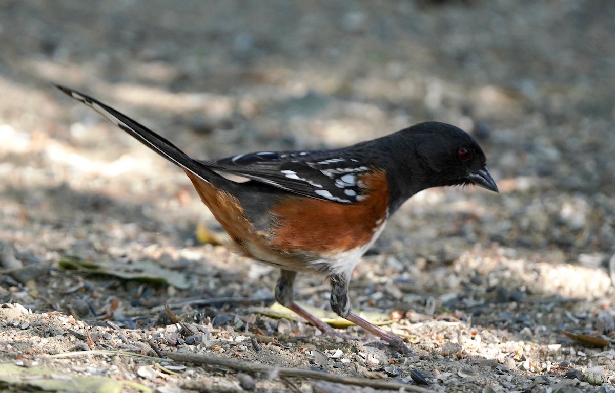 Spotted Towhee - ML617895987