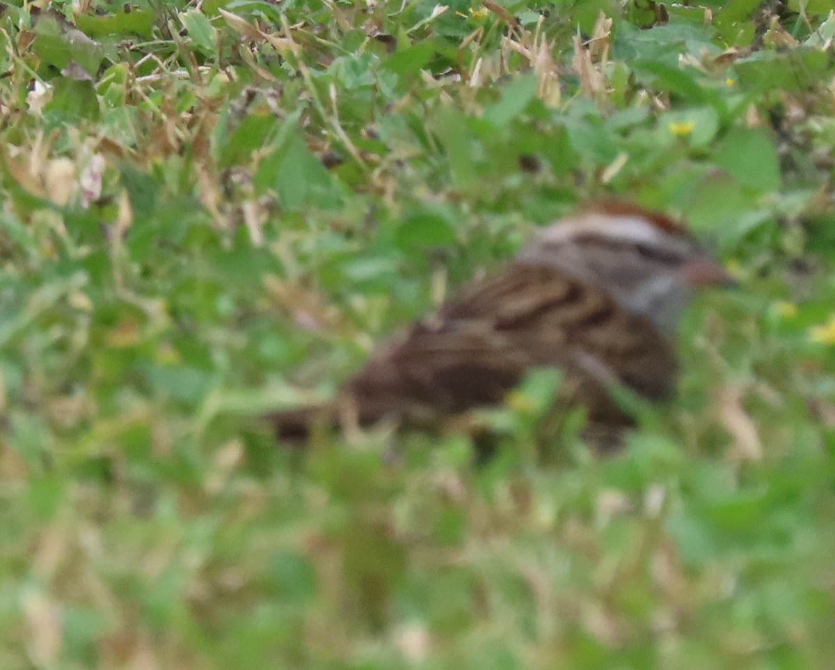 Chipping Sparrow - ML617895991