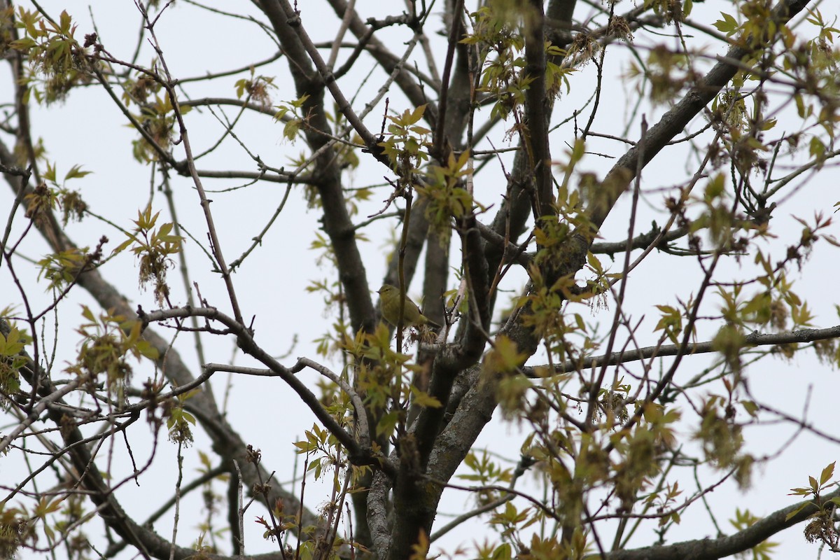 Orange-crowned Warbler - Richard Poort