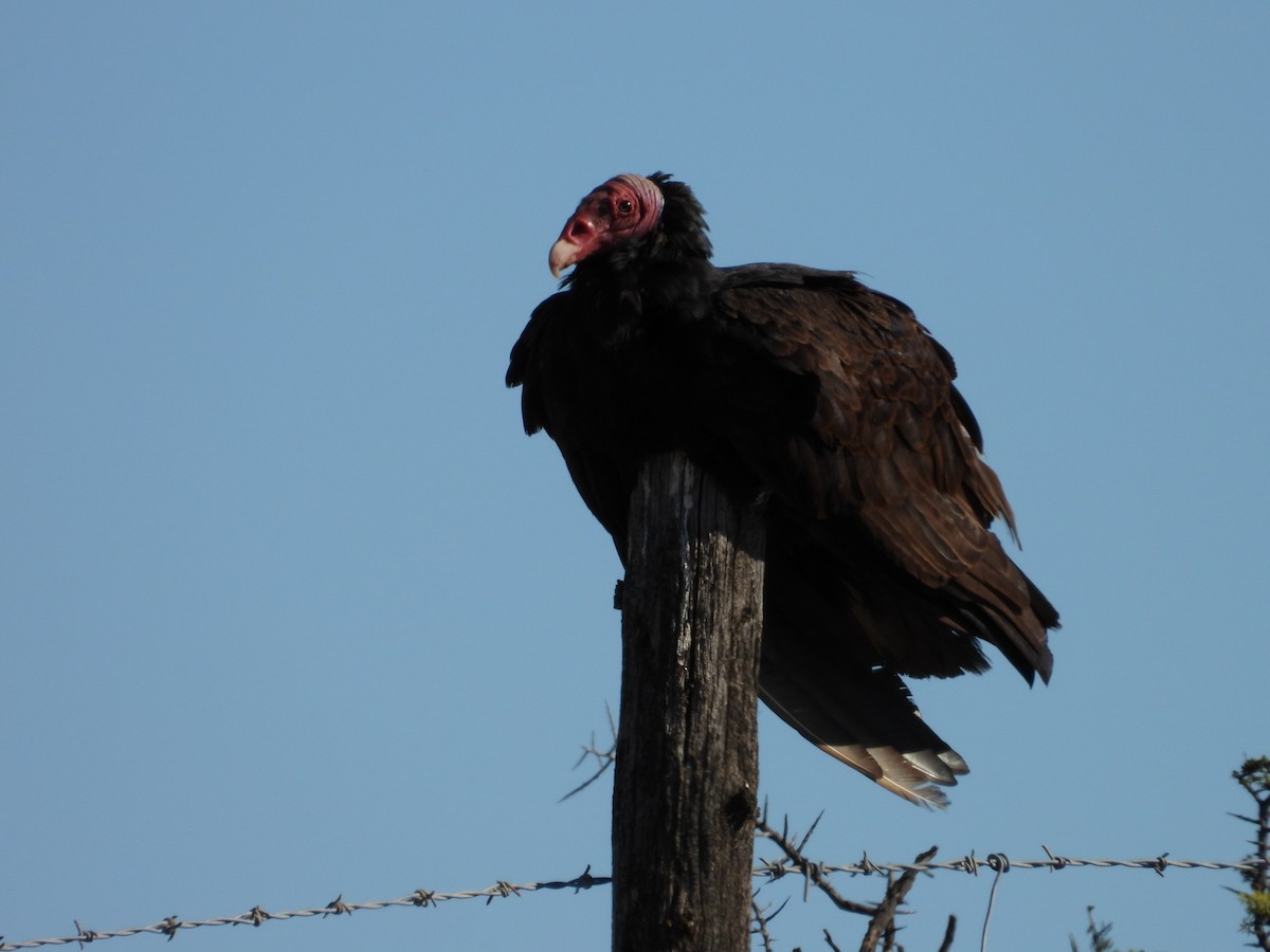 Turkey Vulture - ML617896059