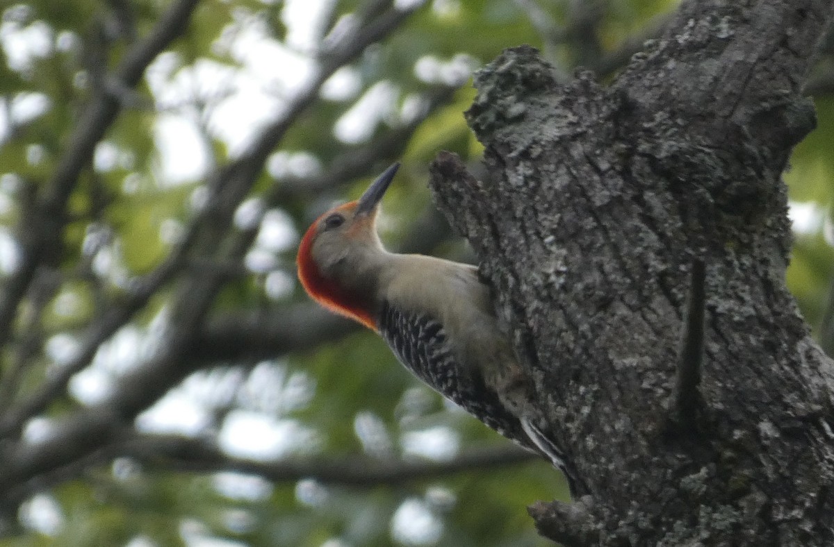 Red-bellied Woodpecker - ML617896061