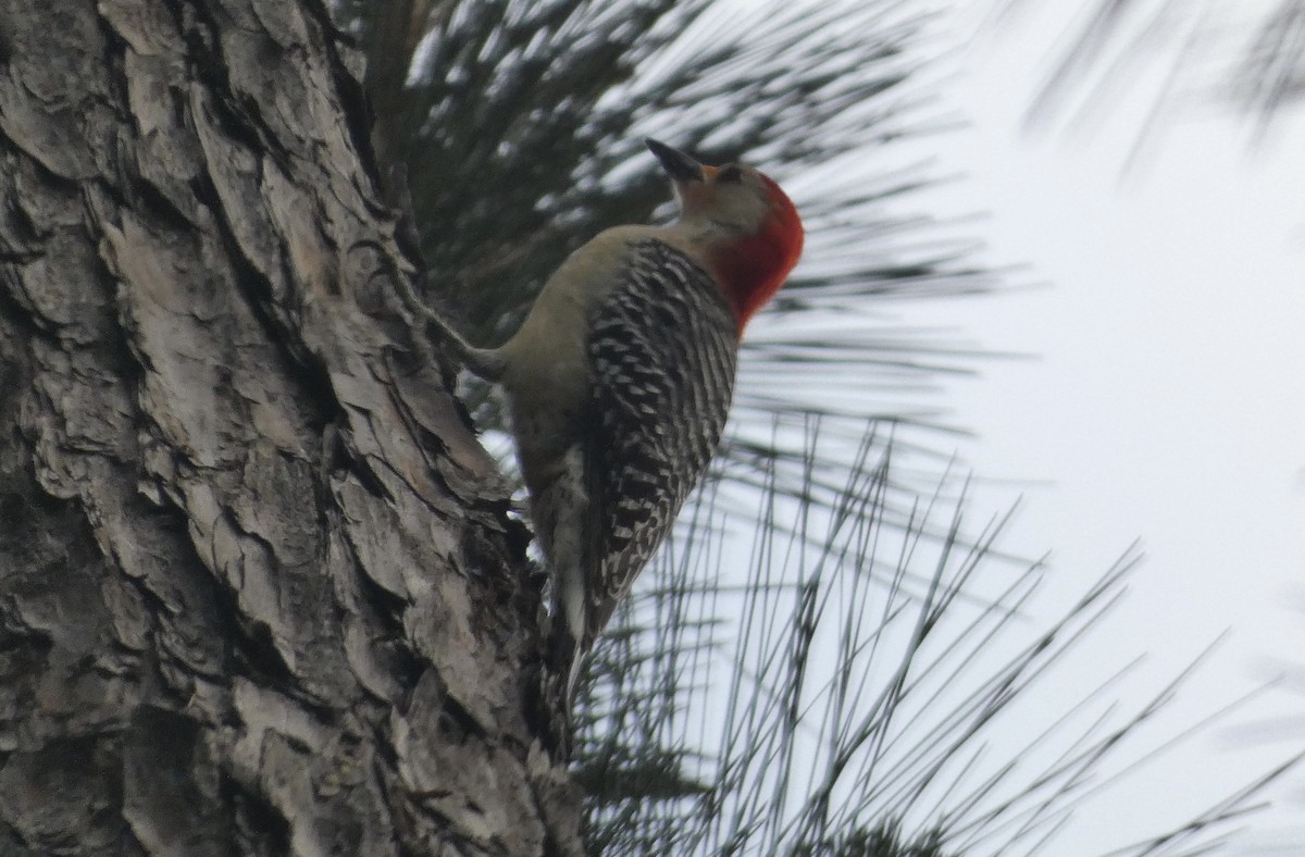 Red-bellied Woodpecker - ML617896063