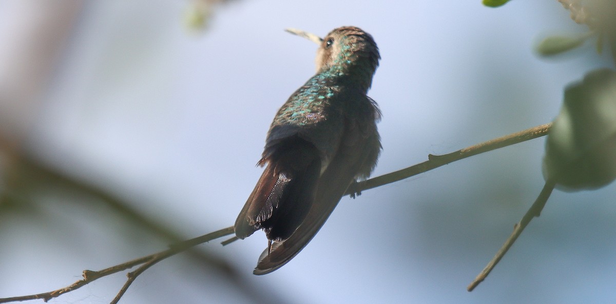 Broad-billed Hummingbird - ML617896092