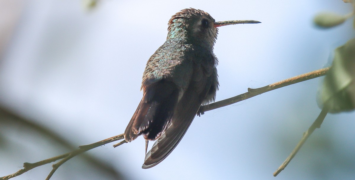 Broad-billed Hummingbird - ML617896108