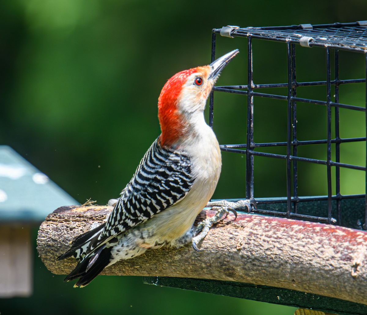 Red-bellied Woodpecker - ML617896151