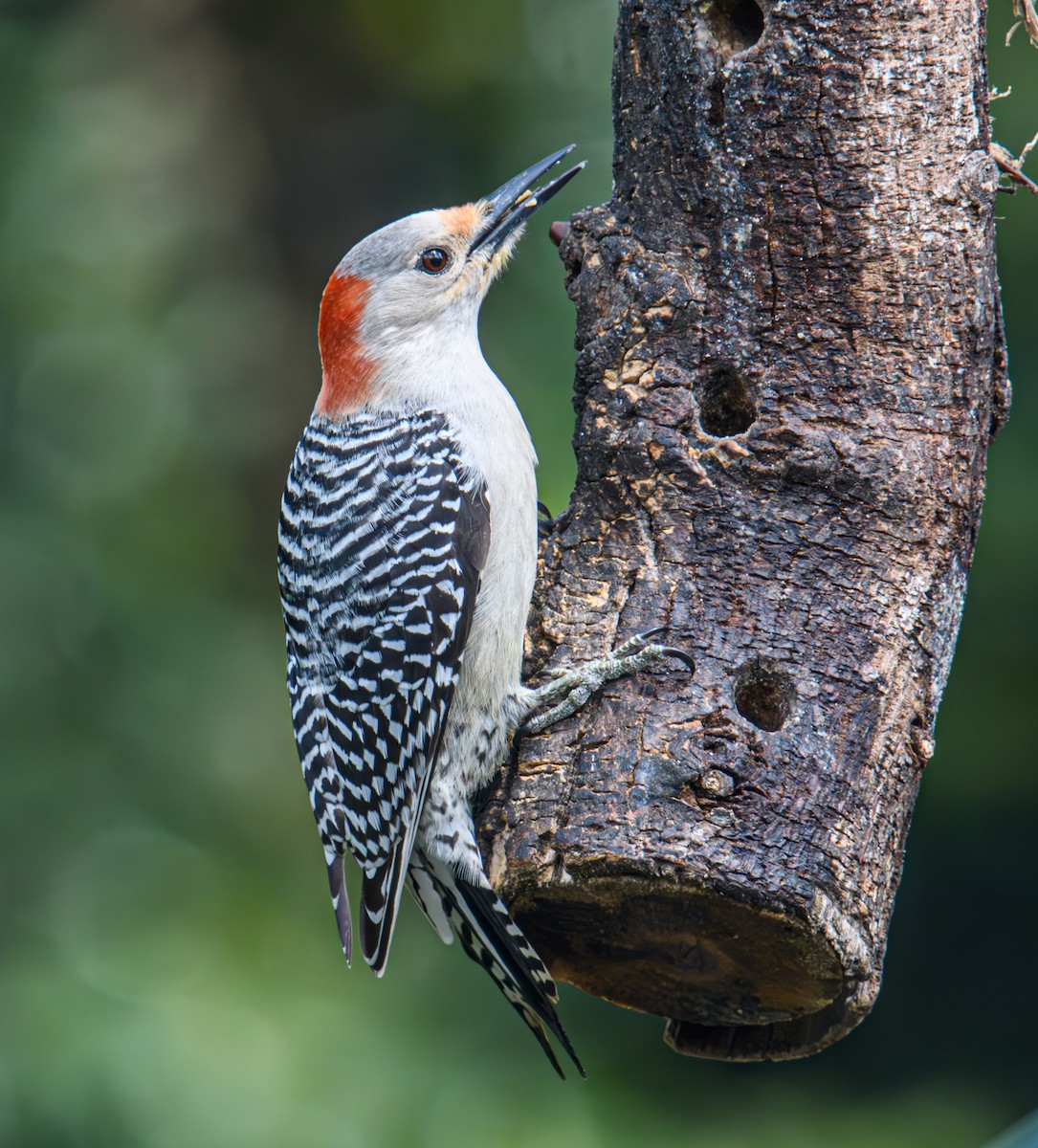 Red-bellied Woodpecker - ML617896152