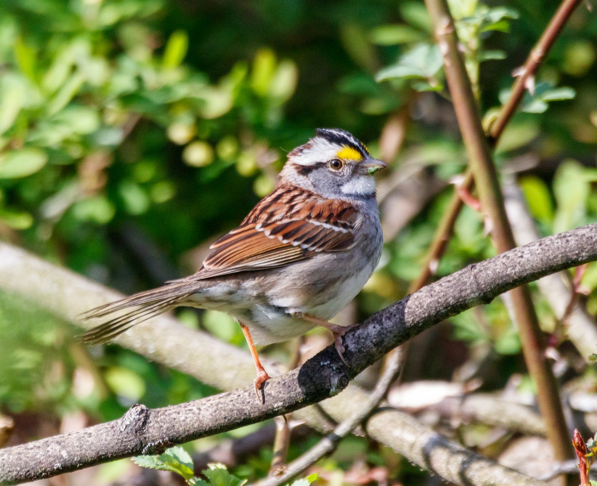 White-throated Sparrow - ML617896168
