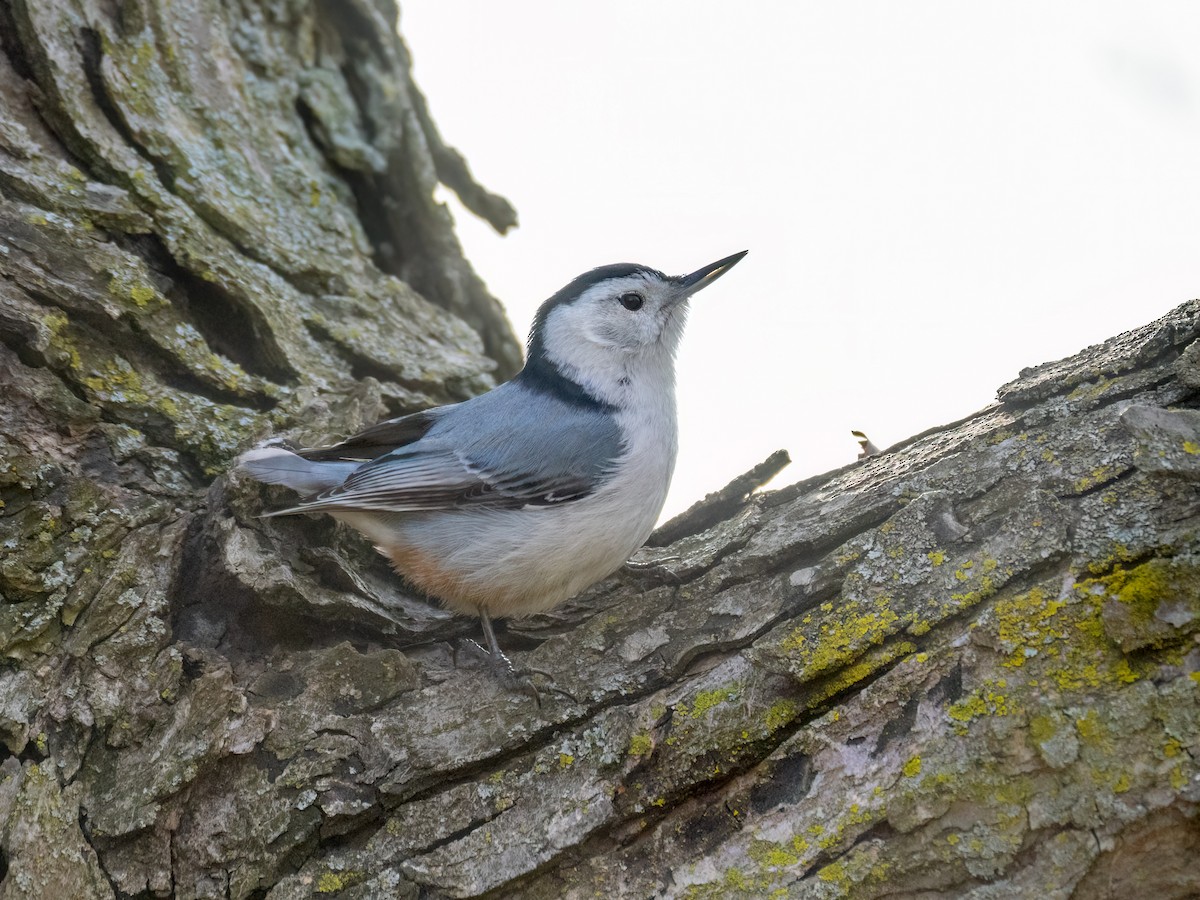 White-breasted Nuthatch - ML617896179