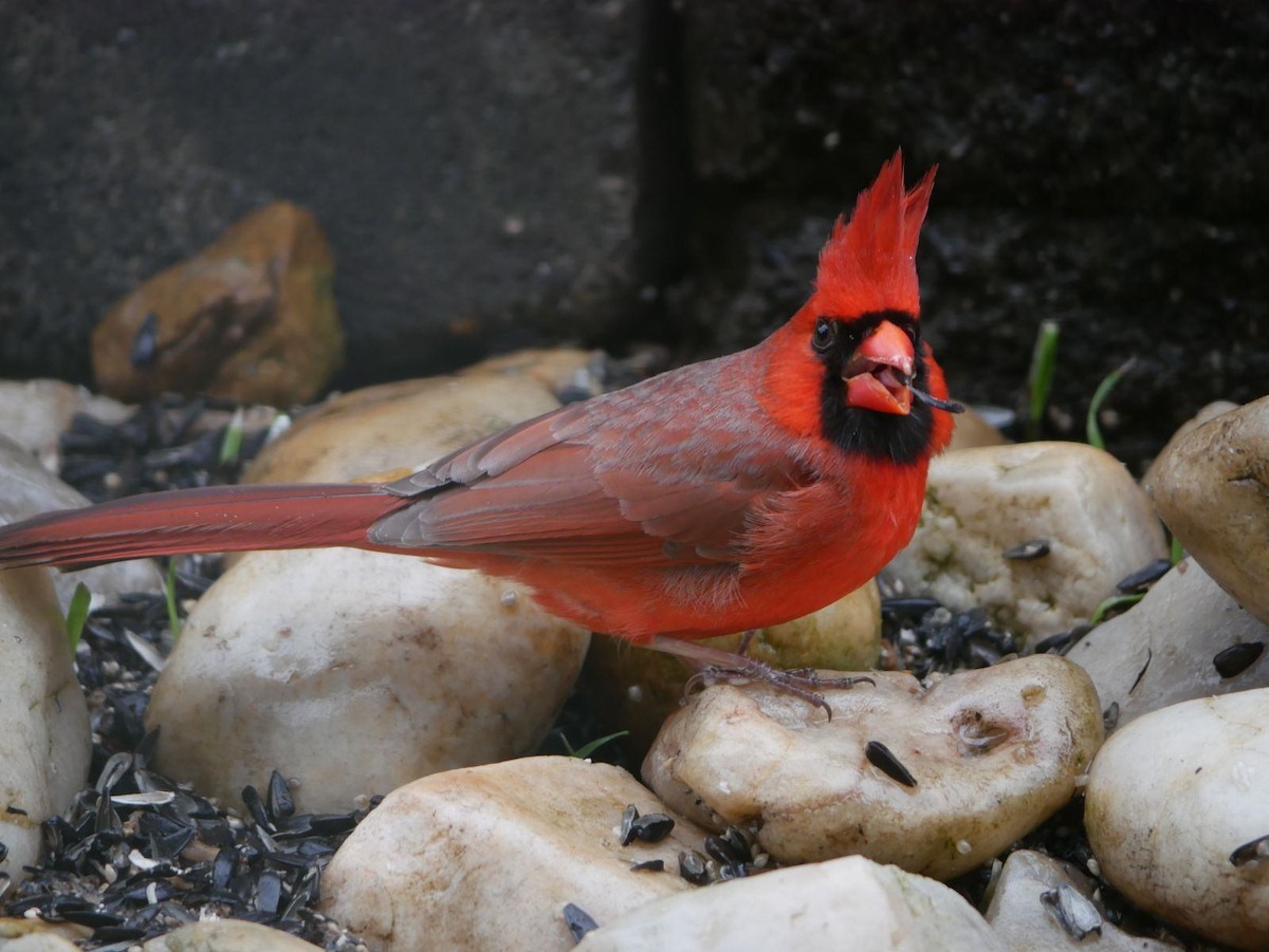 Northern Cardinal - Dove K