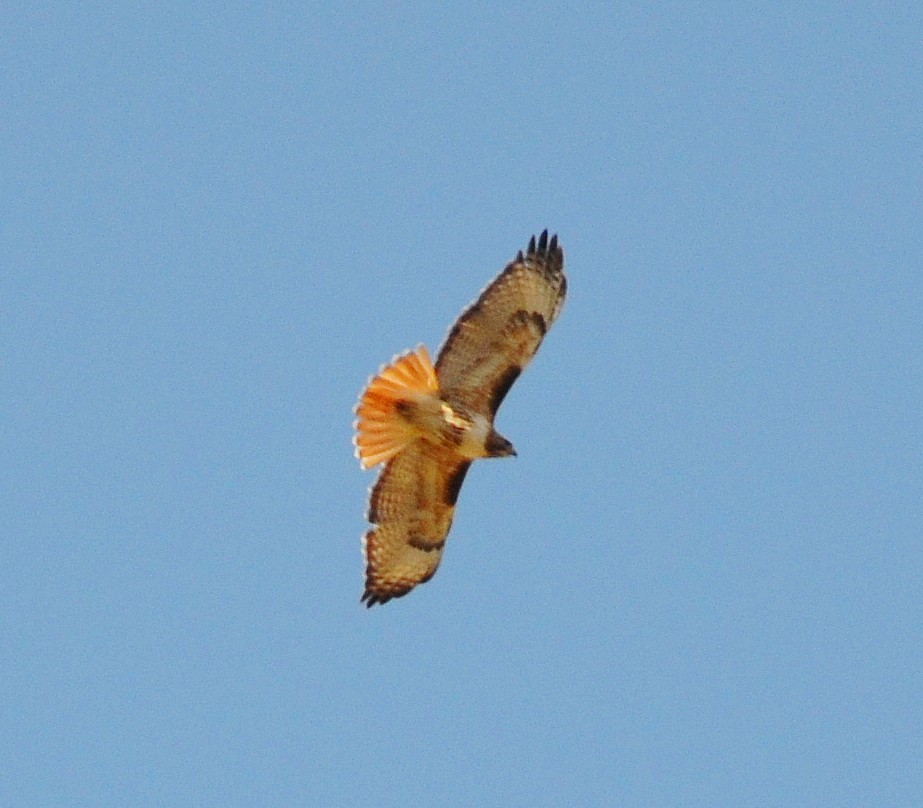 Red-tailed Hawk - ML617896188