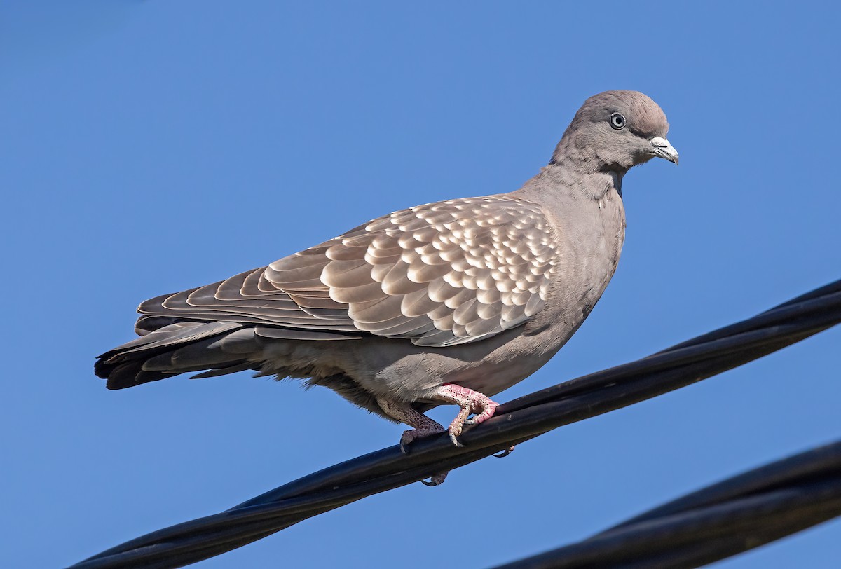 Spot-winged Pigeon - ML617896197