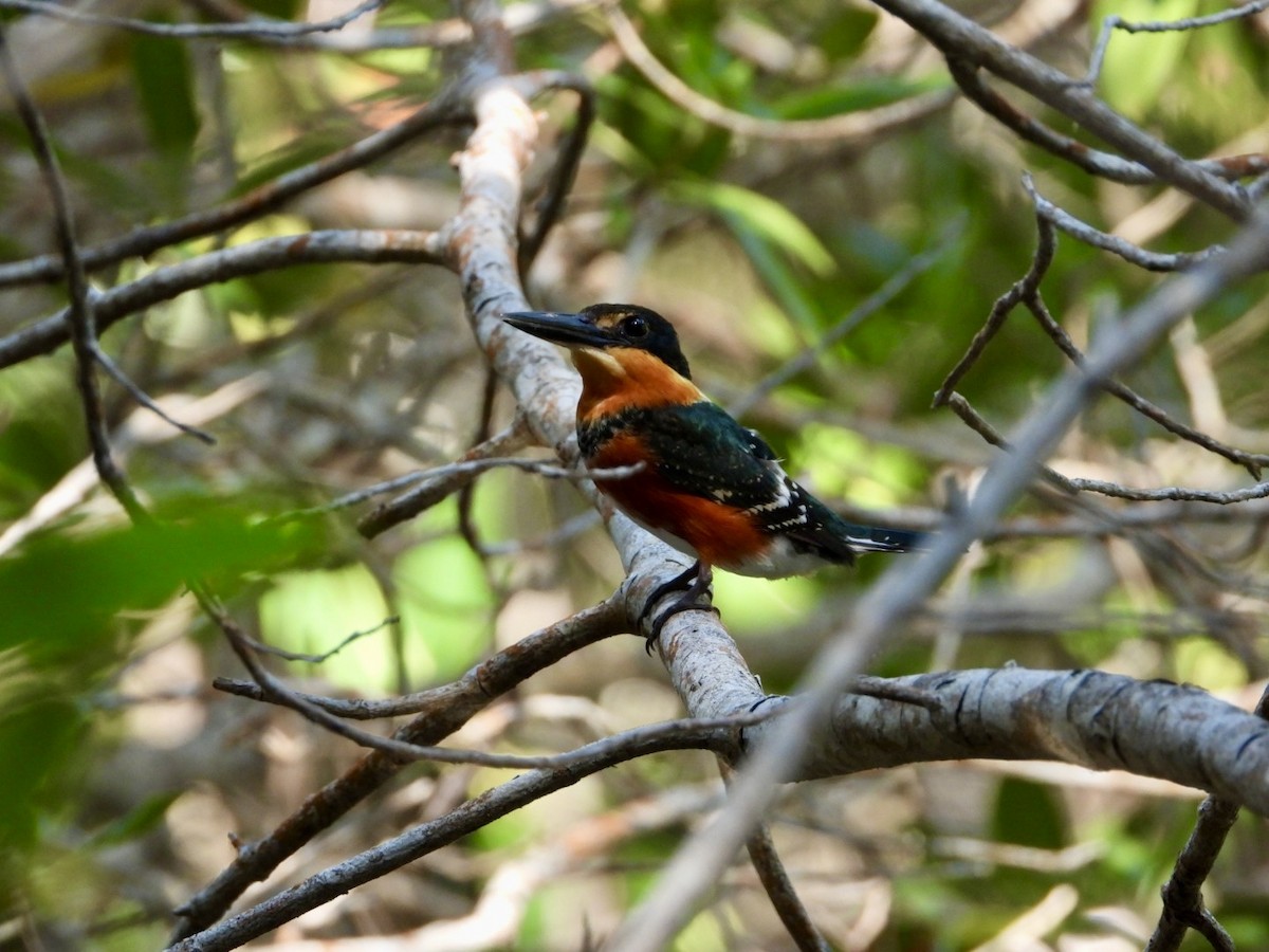 American Pygmy Kingfisher - Jose Antonio R Pasos Perez