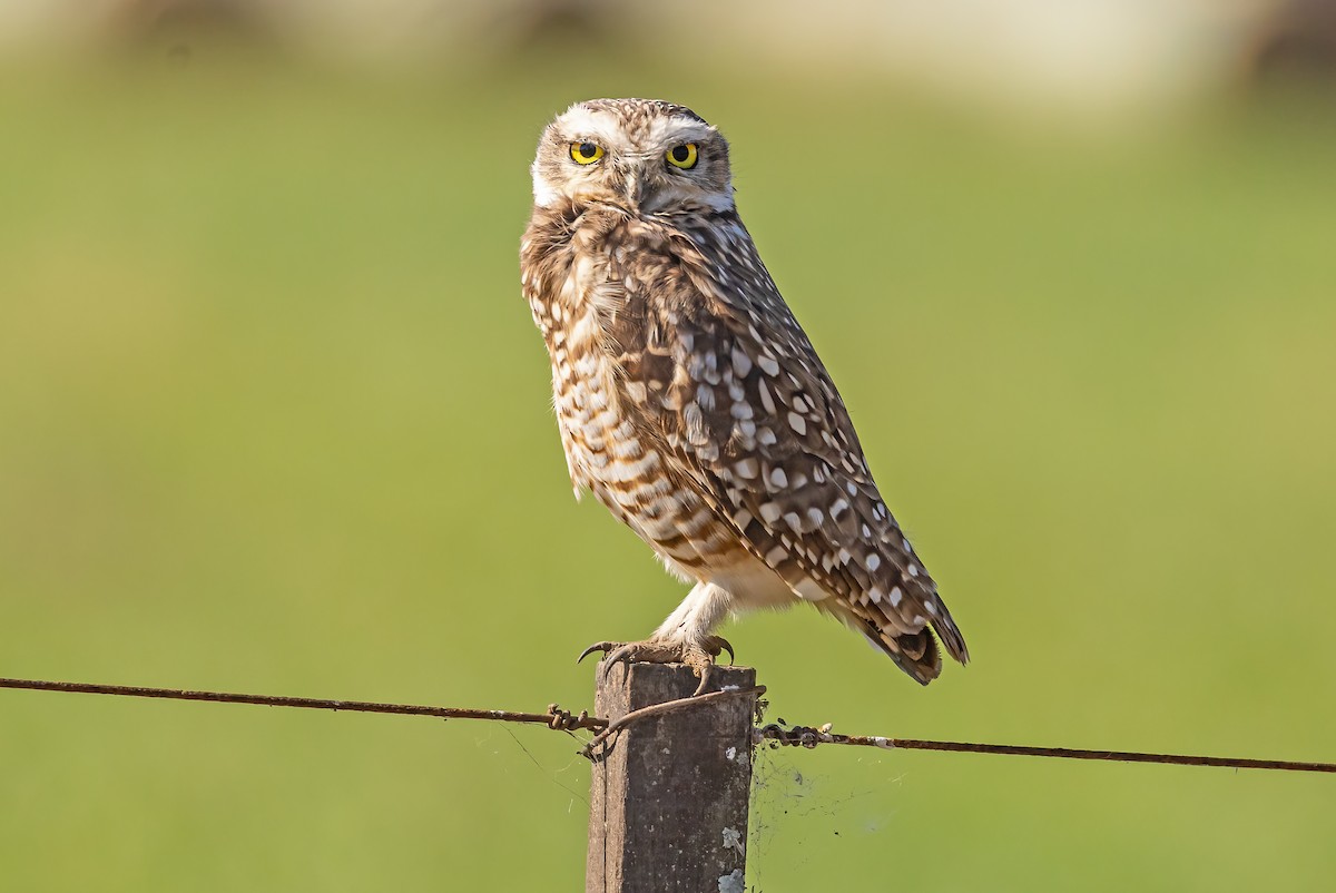 Burrowing Owl - Paul Poronto