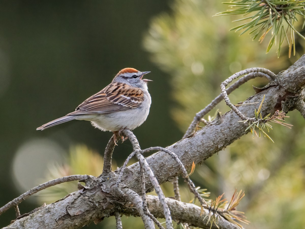Chipping Sparrow - ML617896275