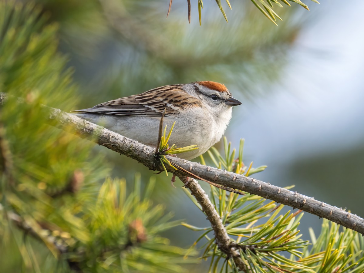 Chipping Sparrow - ML617896276
