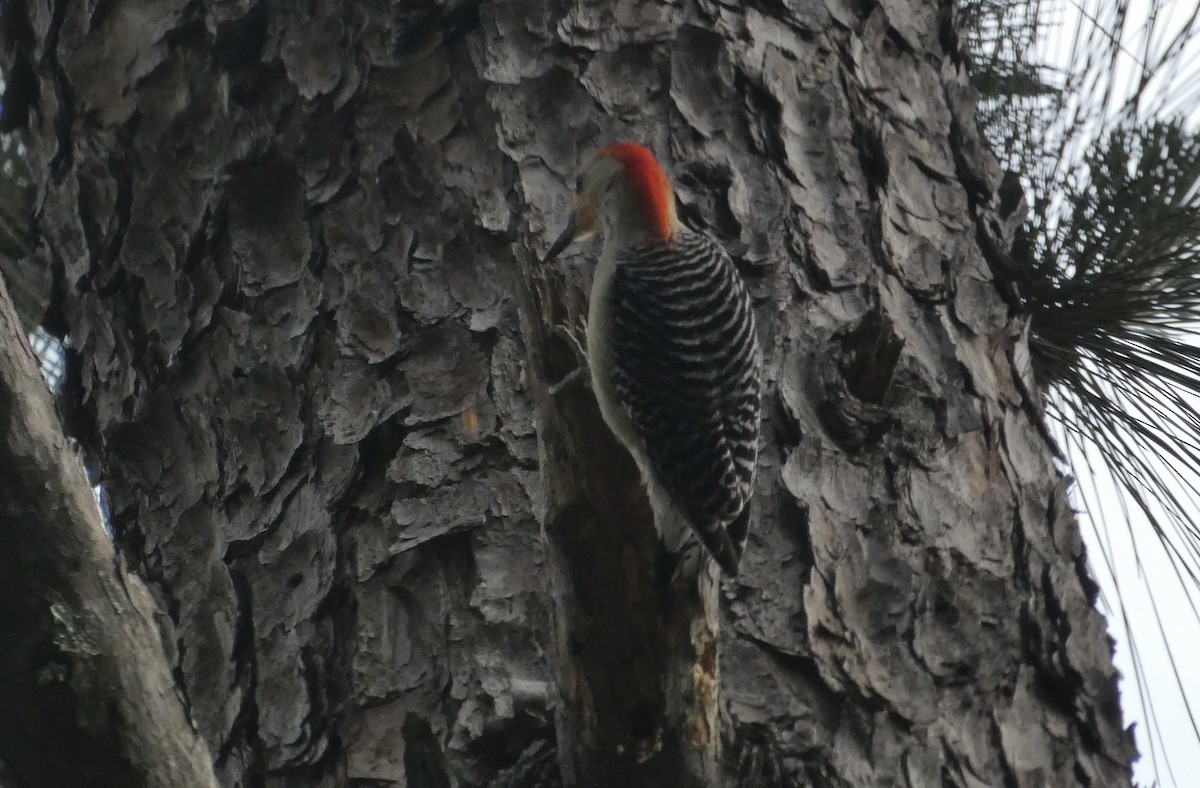 Red-bellied Woodpecker - ML617896277