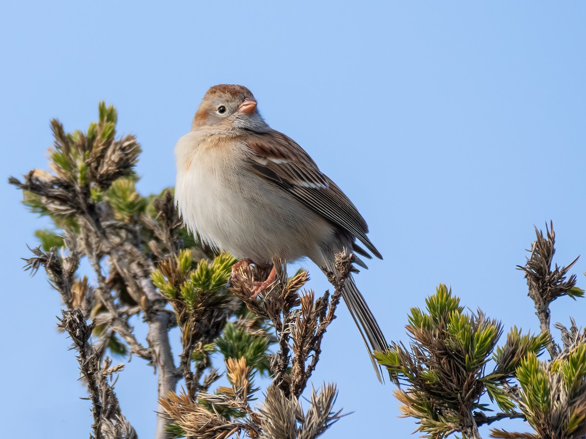 Field Sparrow - ML617896281