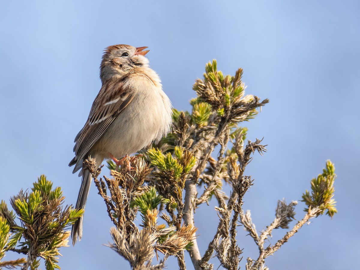 Field Sparrow - ML617896282