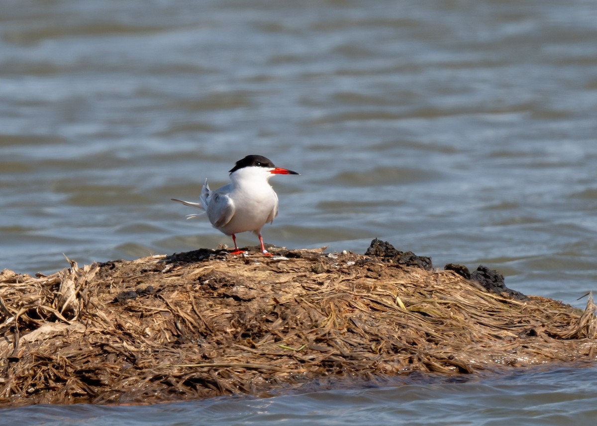 Common Tern - Sheila and Ed Bremer