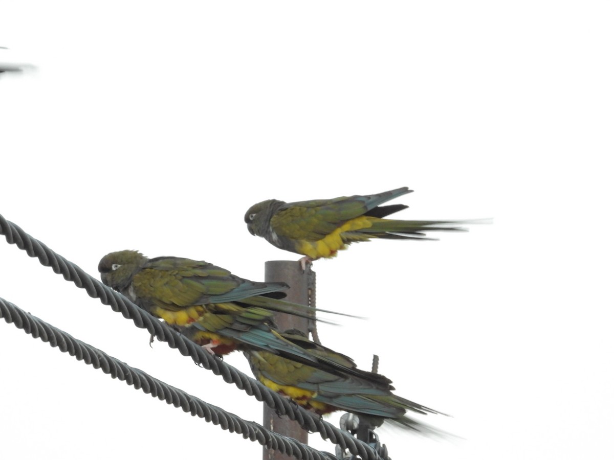 Burrowing Parakeet - ML617896397
