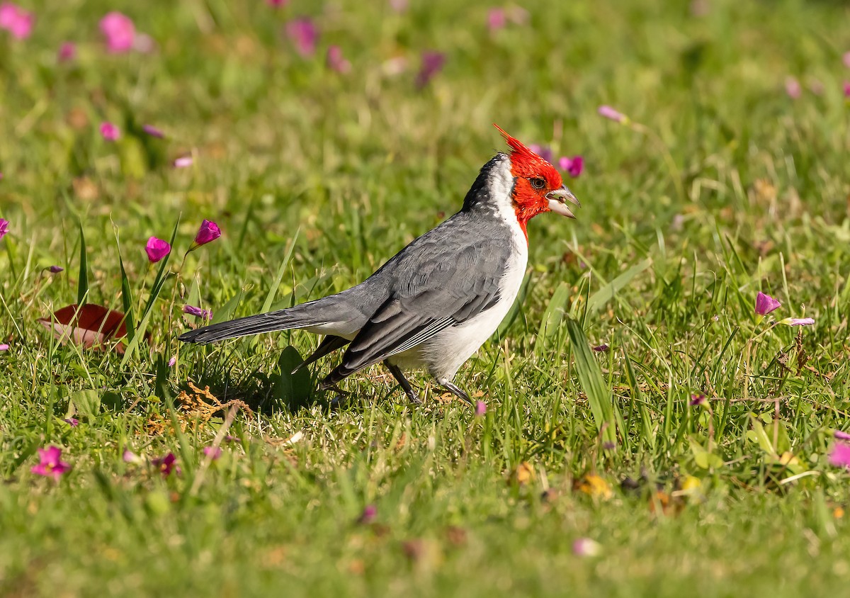 Red-crested Cardinal - ML617896401