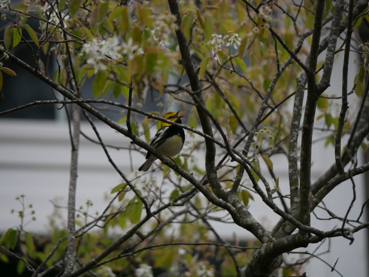 Black-throated Green Warbler - Dove K
