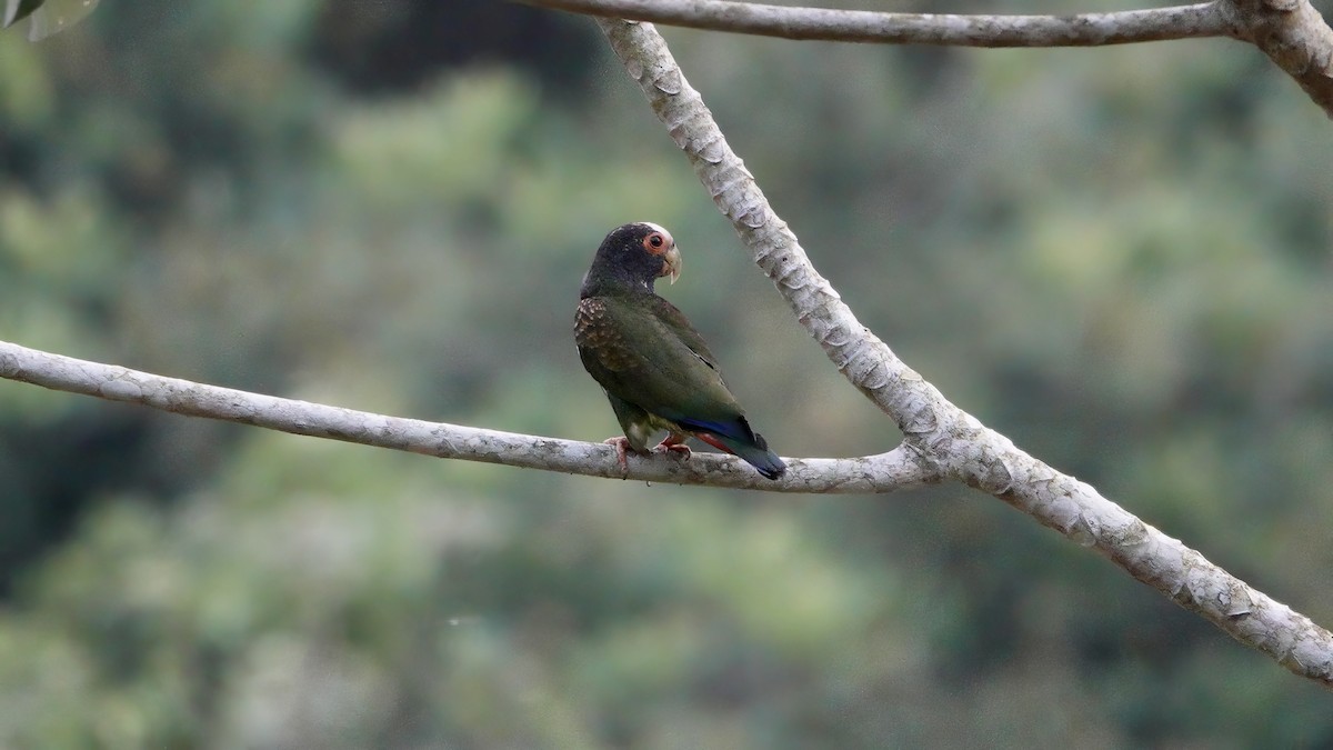 White-crowned Parrot - ML617896417