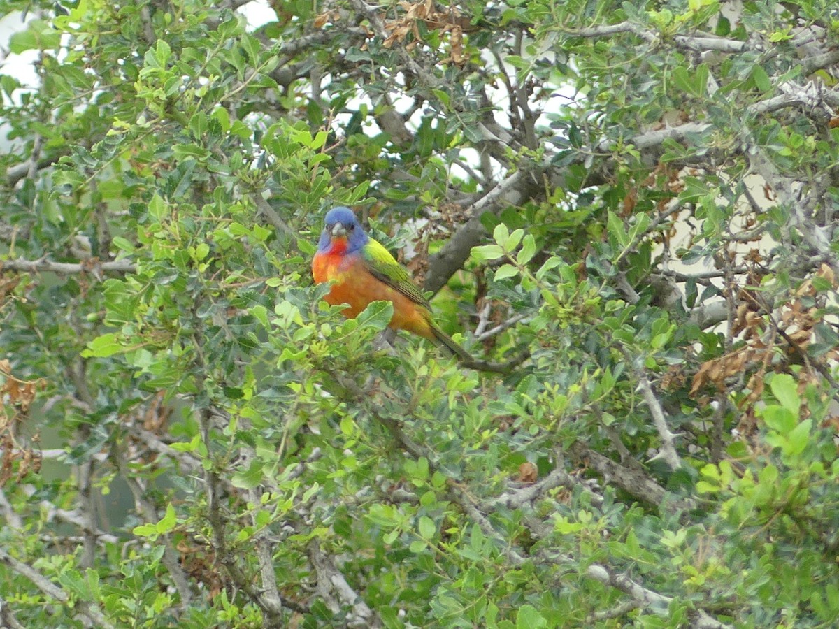 Painted Bunting - ML617896462