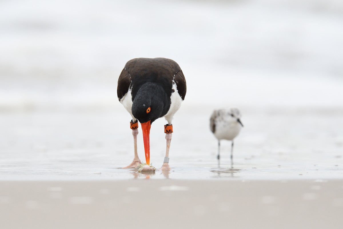 American Oystercatcher - terence zahner