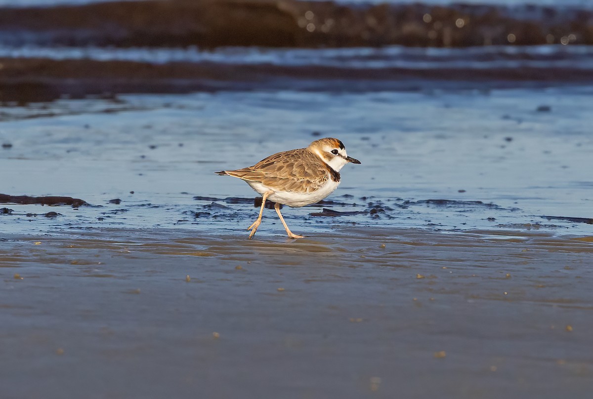 Collared Plover - ML617896520