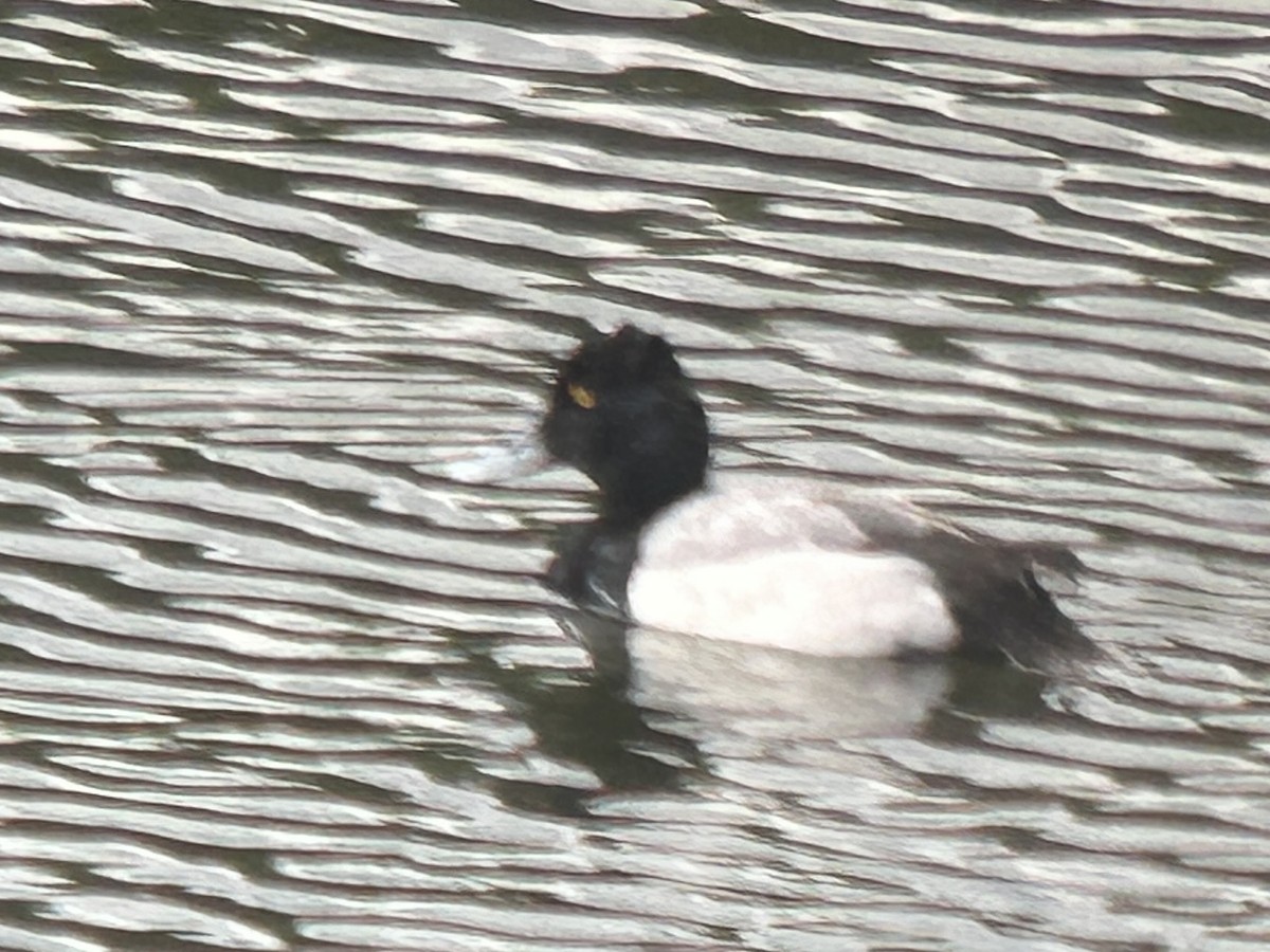 Greater/Lesser Scaup - ML617896578