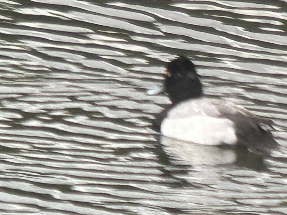 Greater/Lesser Scaup - Joshua Potter