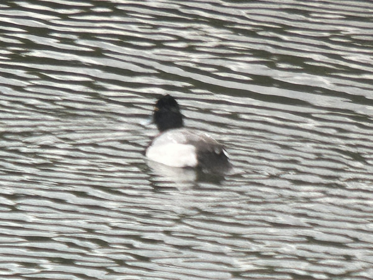Greater/Lesser Scaup - Joshua Potter