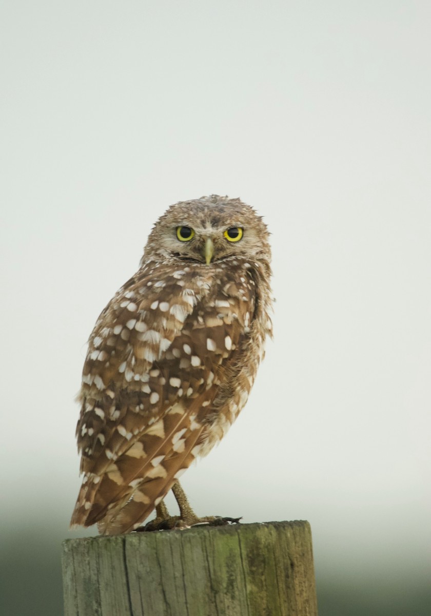 Burrowing Owl - ML617896589