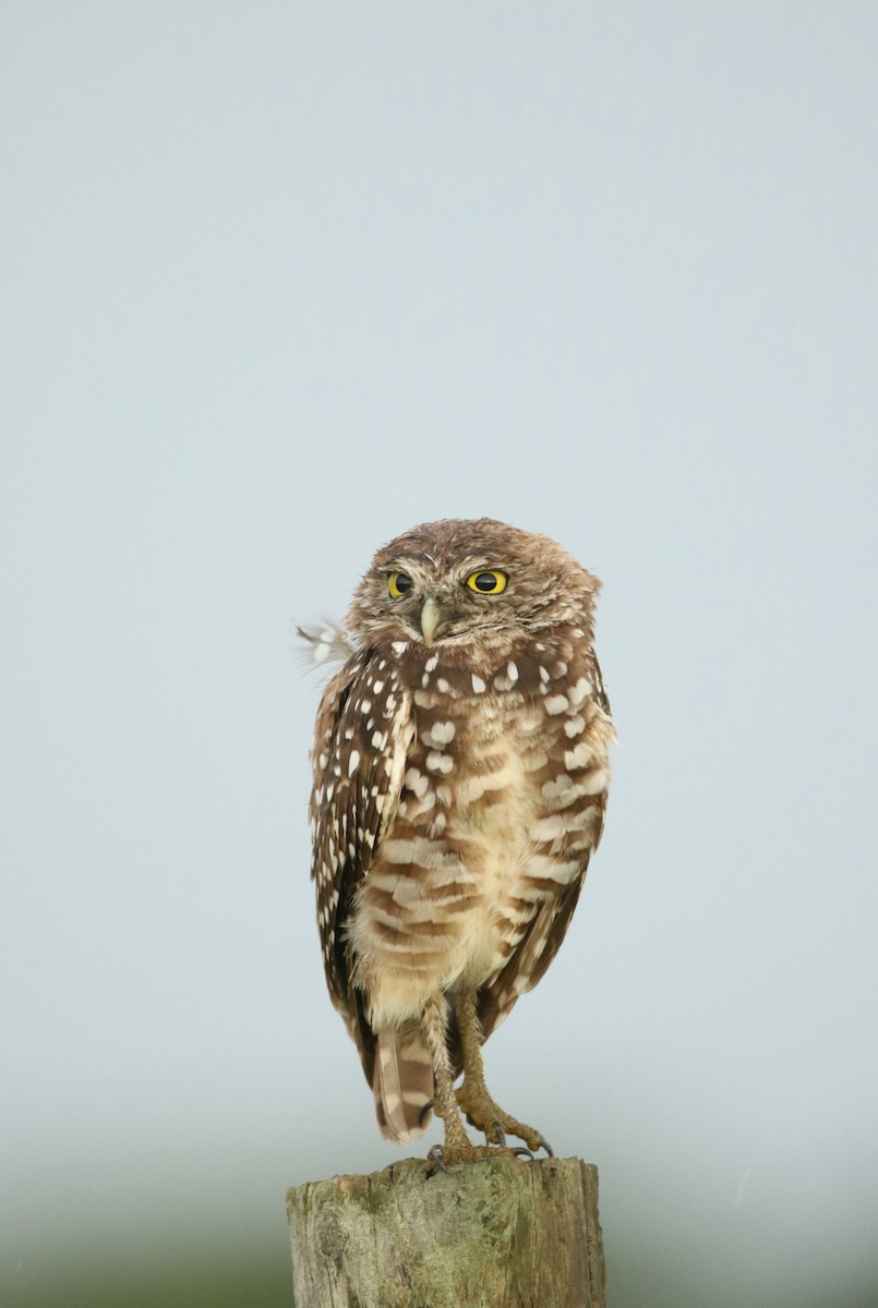 Burrowing Owl - ML617896590