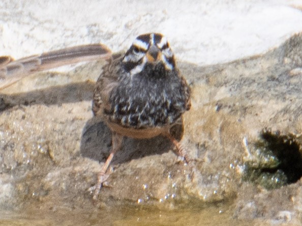 Striolated Bunting - ML617896676