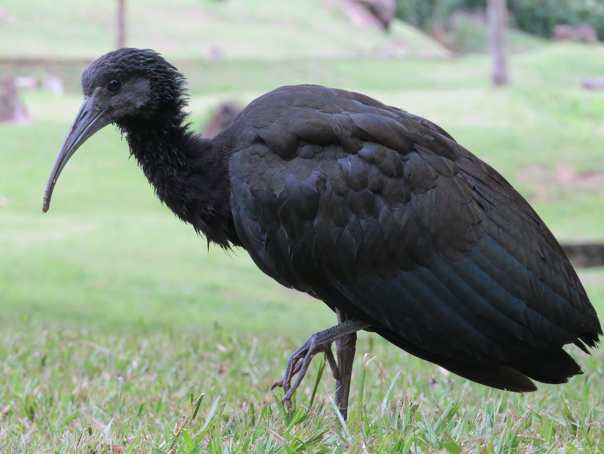 ibis zelený - ML617896683