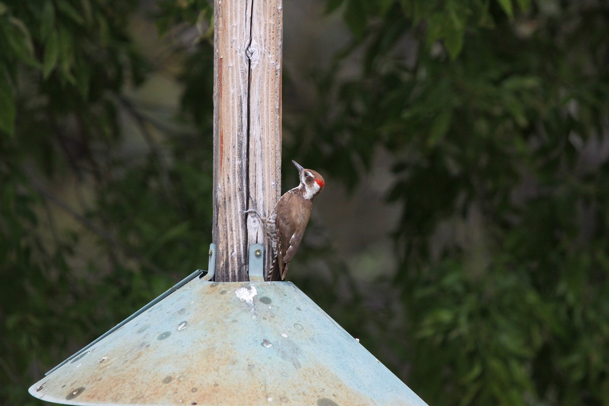 Arizona Woodpecker - ML617896766