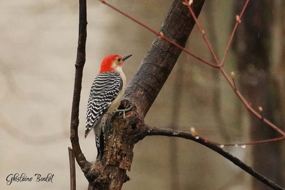 Red-bellied Woodpecker - ML617896772