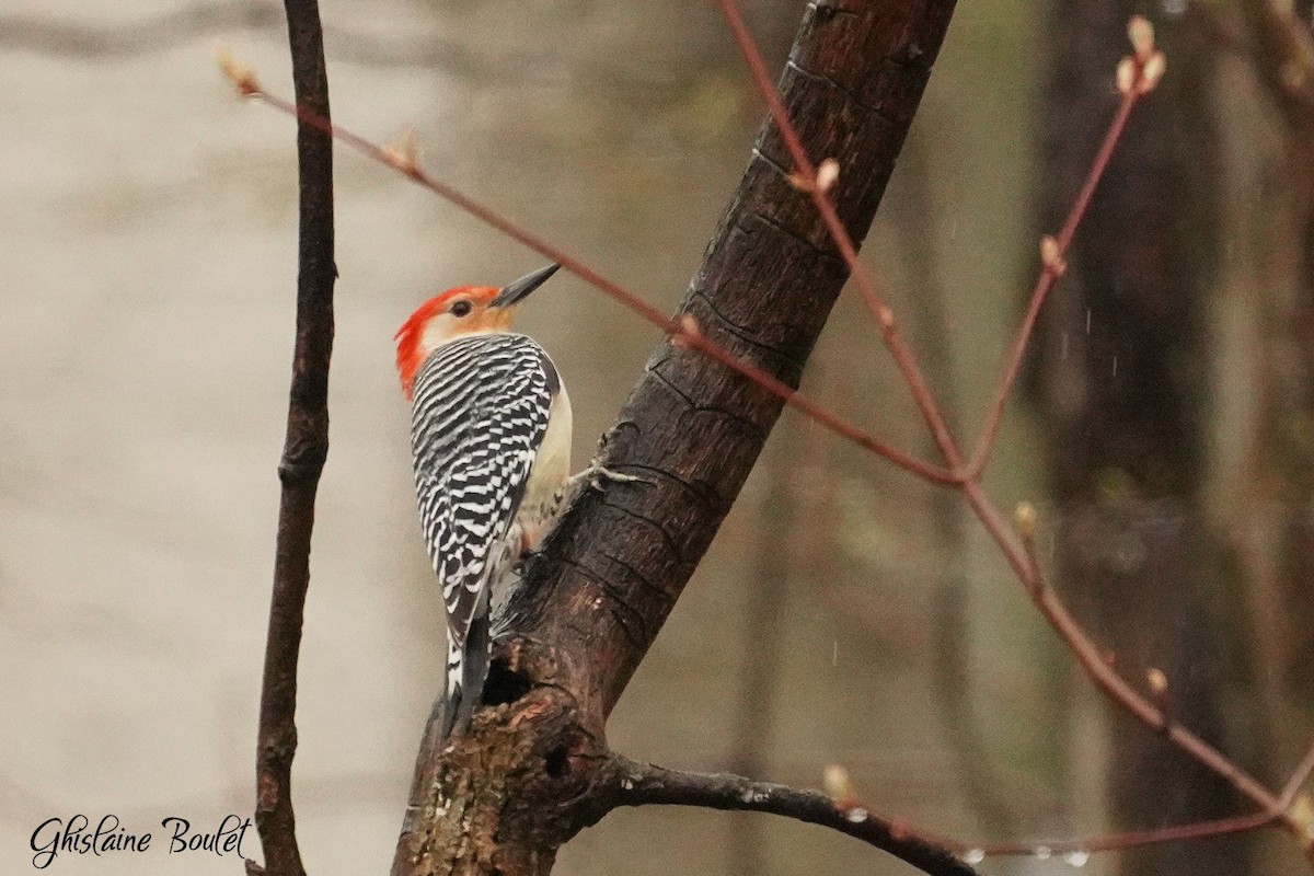 Red-bellied Woodpecker - ML617896773