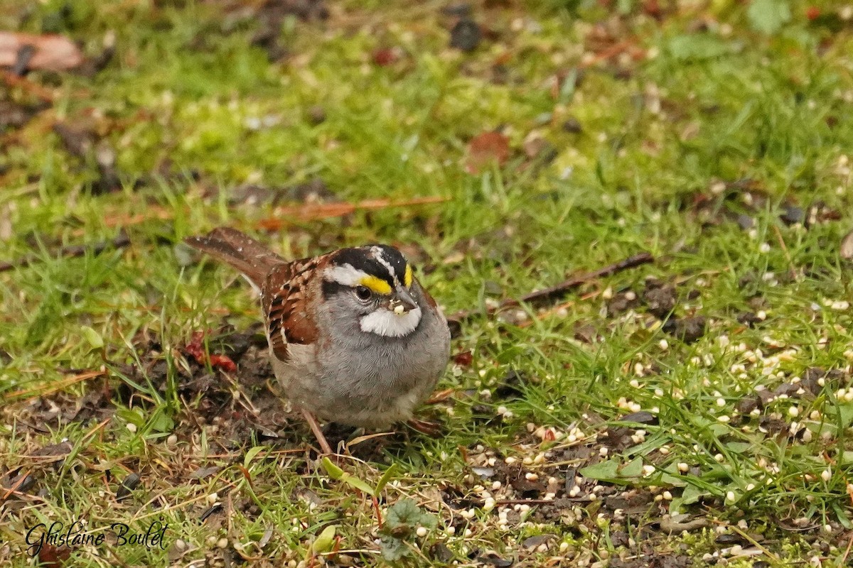 White-throated Sparrow - ML617896779